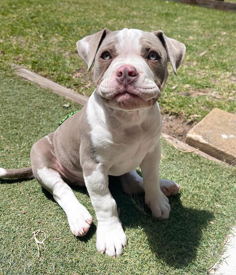 Lilac Fawn American Bully puppy for sale Boston at Majestic American Bullies