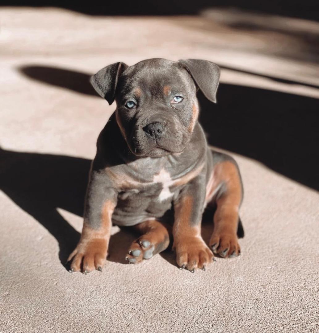 Blue Tri American Bully puppy for sale Maverick at Majestic American Bullies